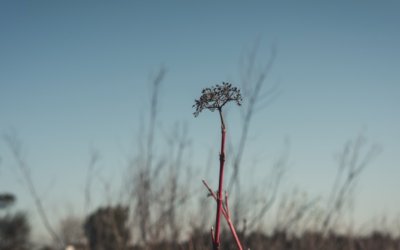 HERDADE DA ESPIRRA: UMA (verdadeira) MATERNIDADE DE PLANTAS