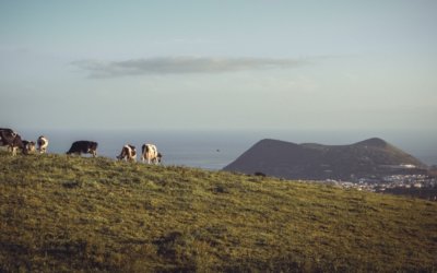 ILHA TERCEIRA | AS EXPERIÊNCIAS OBRIGATÓRIAS