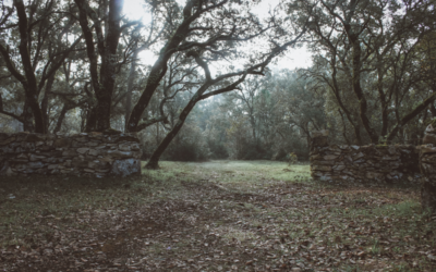 BOSQUE ENCANTADO